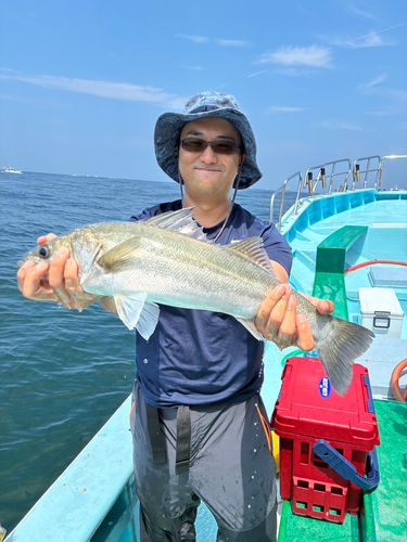 スズキの釣果