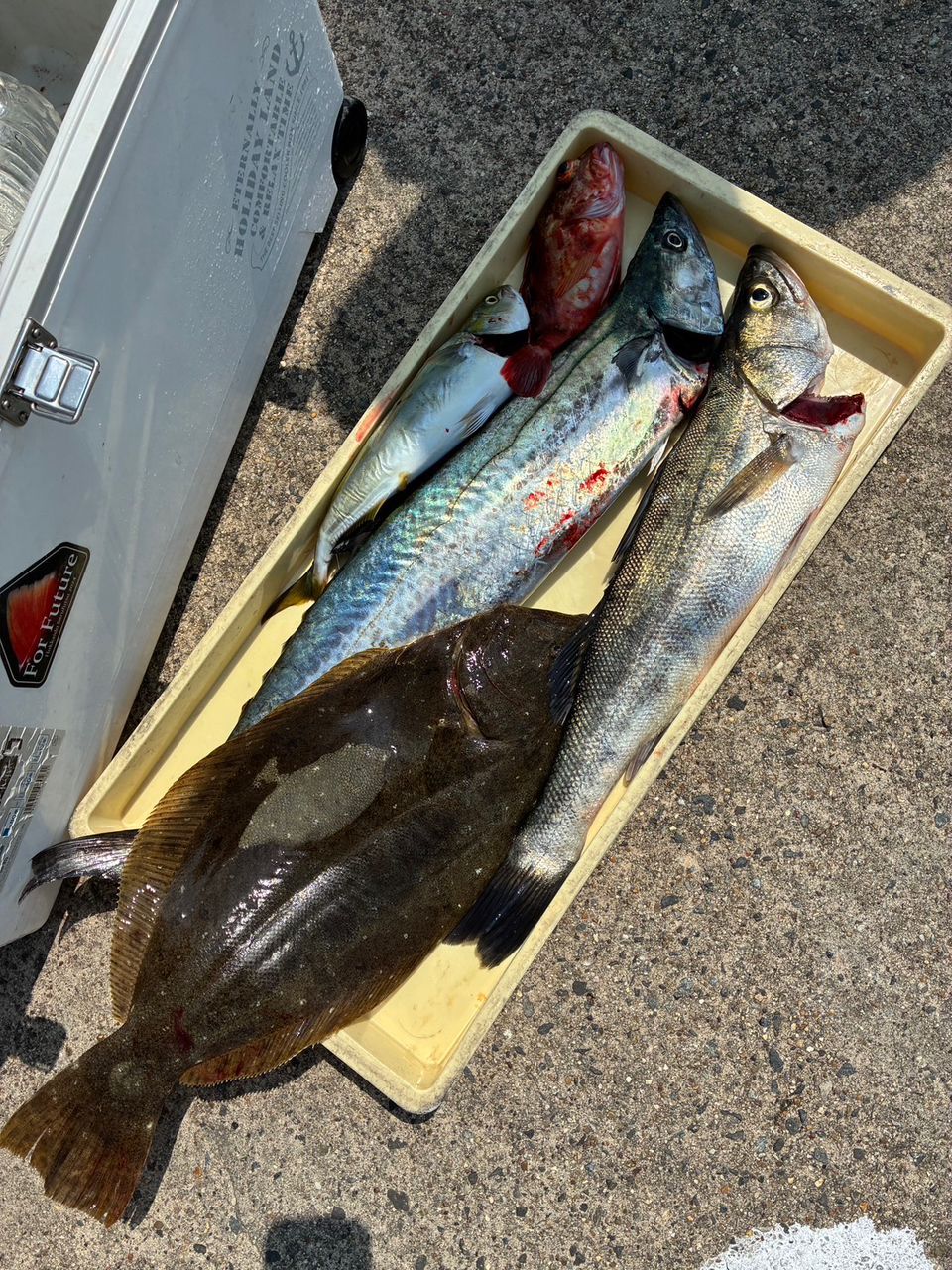 416さんの釣果 3枚目の画像