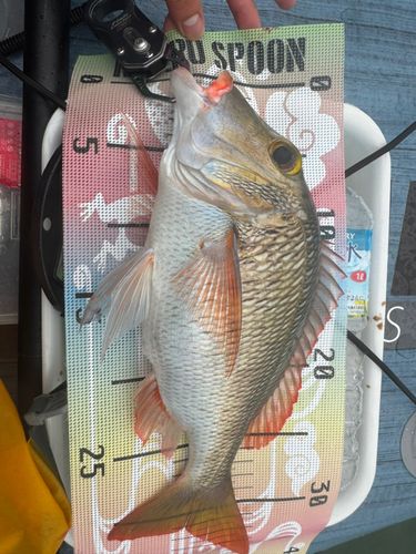 クチナジの釣果