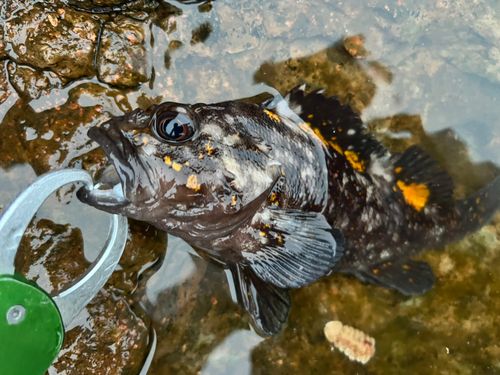 オウゴンムラソイの釣果