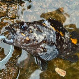 オウゴンムラソイ