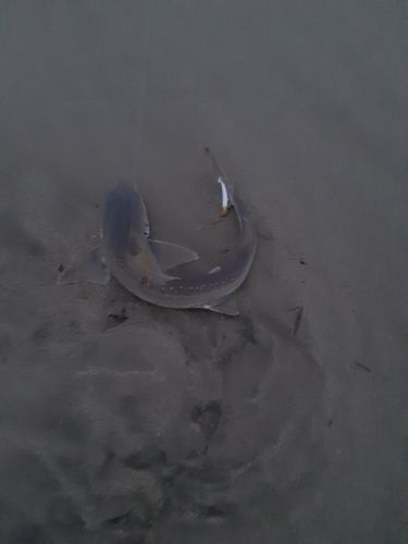 ホシザメの釣果
