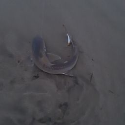ホシザメ