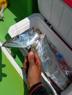 タチウオの釣果