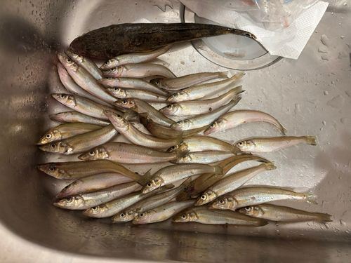キスの釣果