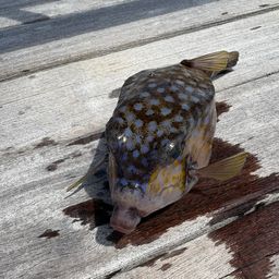 カサゴ