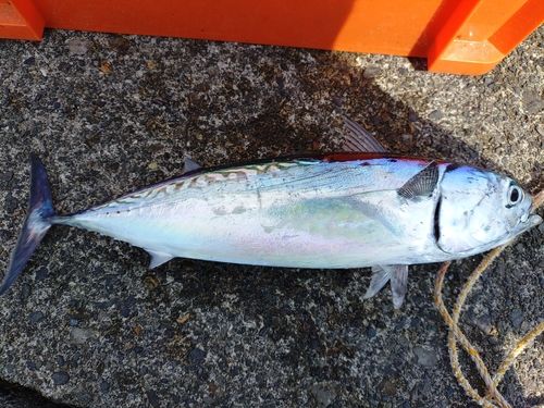 ソウダガツオの釣果
