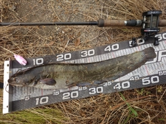 ナマズの釣果