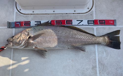 オオニベの釣果