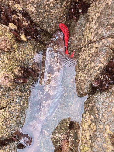 アイナメの釣果