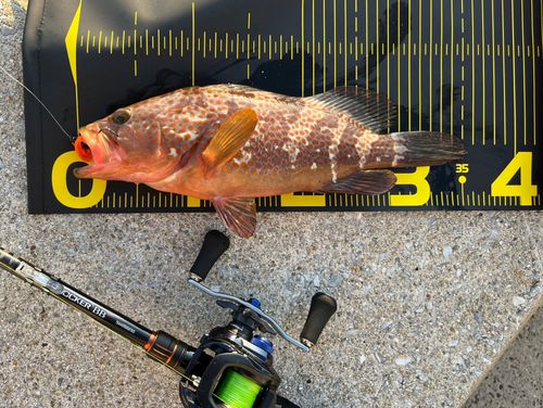 アコウの釣果