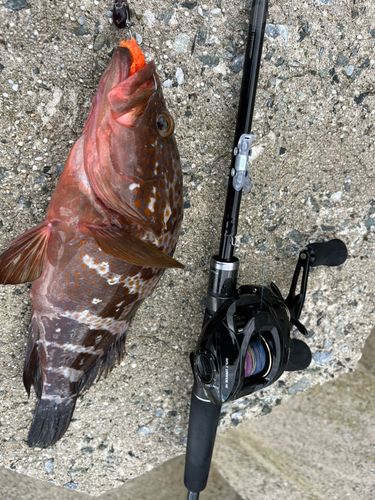 アコウの釣果