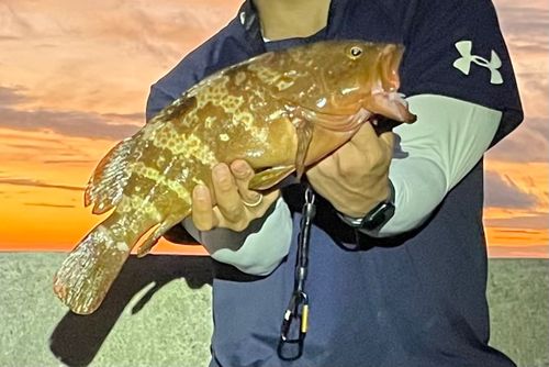 アコウの釣果