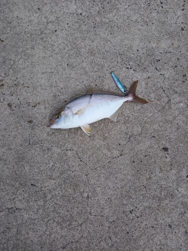 アカビラの釣果