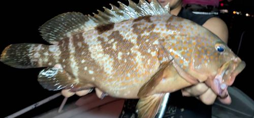 アコウの釣果