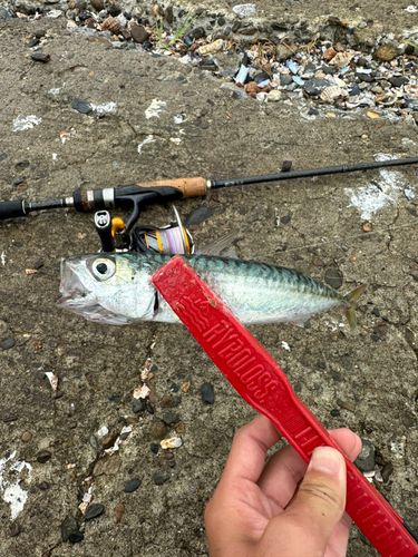 サバの釣果
