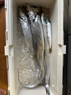 タチウオの釣果
