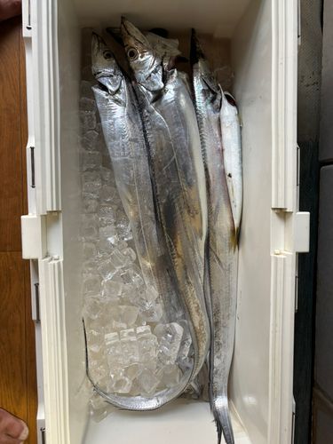 タチウオの釣果