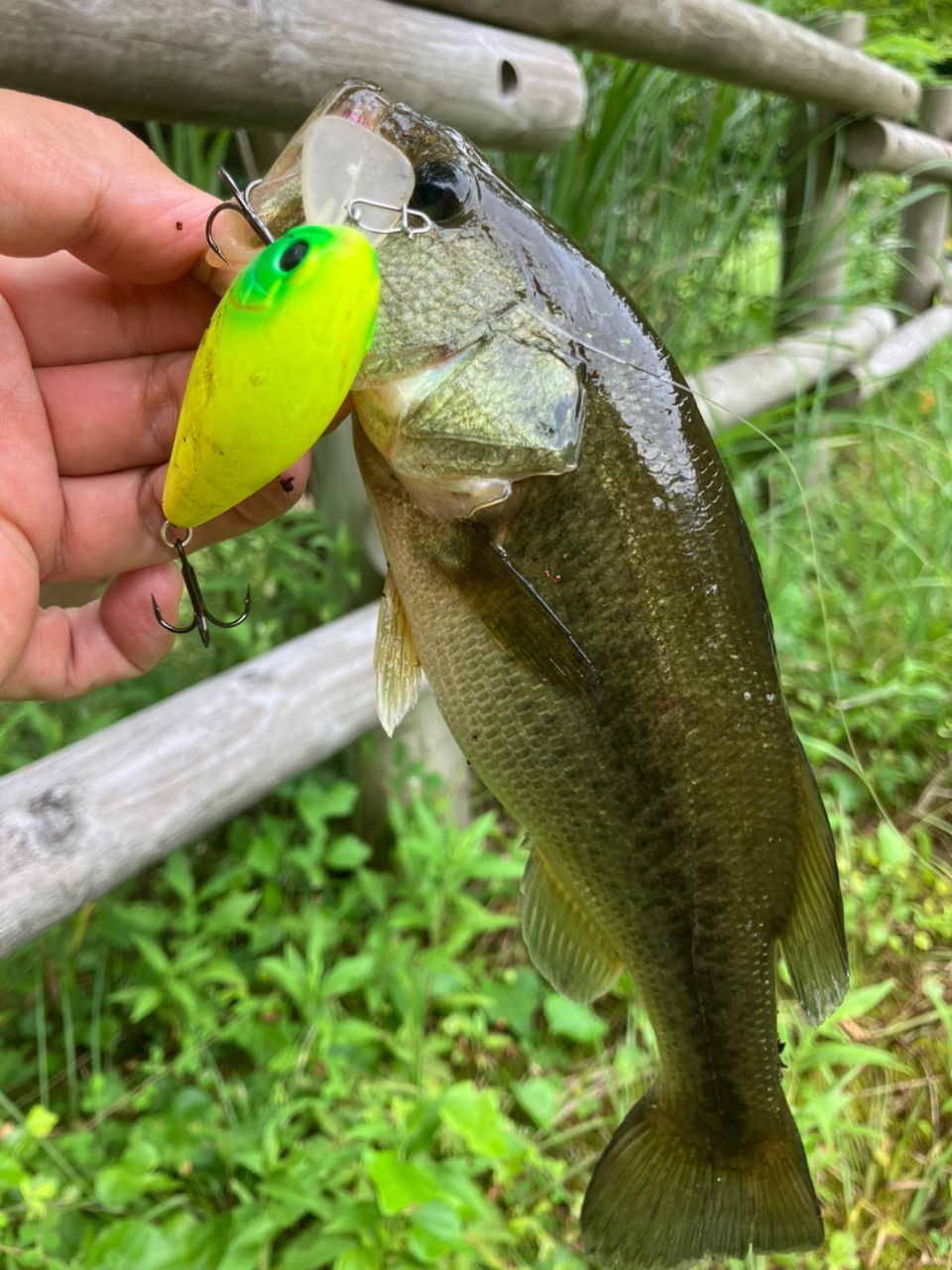 ラージマウスバス