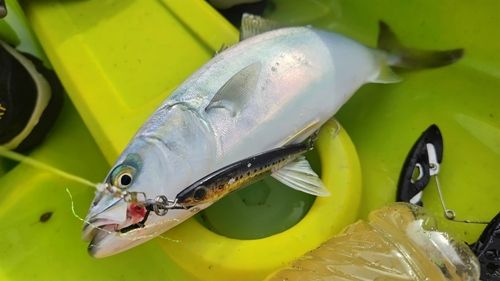 ワカシの釣果