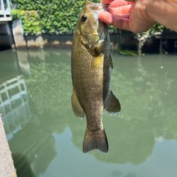 スモールマウスバス
