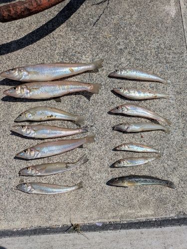 キスの釣果