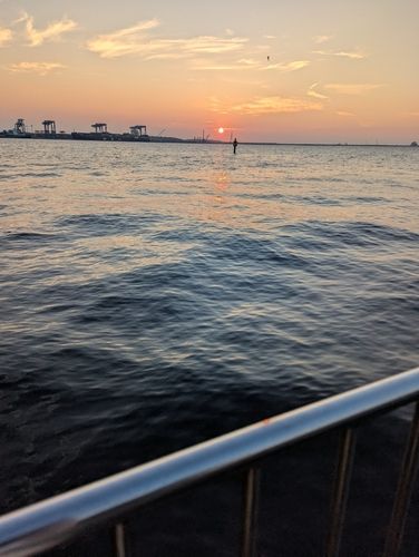 シロギスの釣果