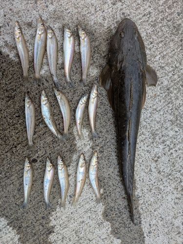 キスの釣果