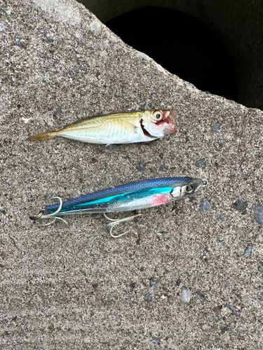 アオアジの釣果