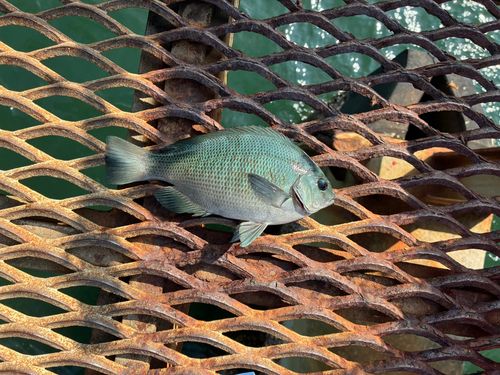 クチブトグレの釣果