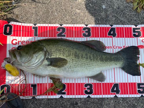 ブラックバスの釣果