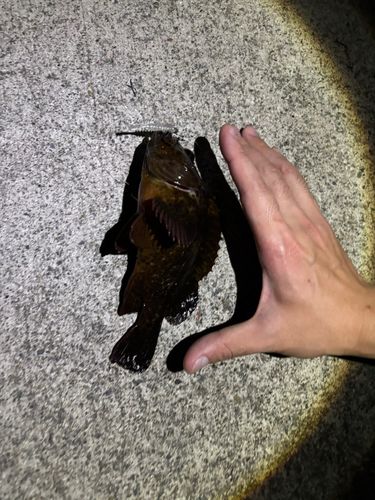 ベッコウゾイの釣果