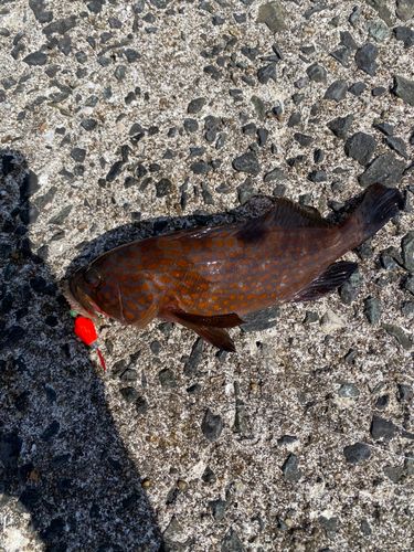 キジハタの釣果