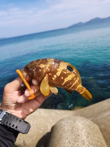 キジハタの釣果