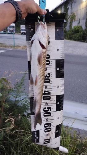 ニゴイの釣果