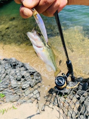 ラージマウスバスの釣果