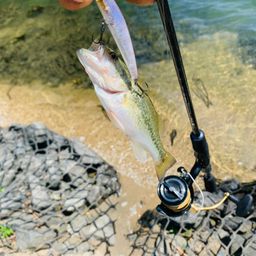 ラージマウスバス