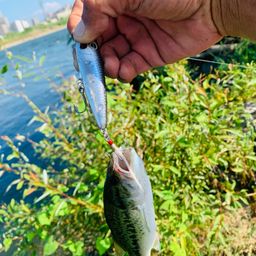 ラージマウスバス