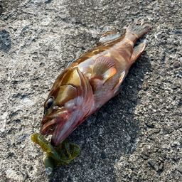 アカハタ