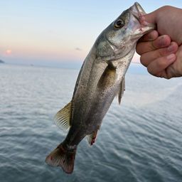 セイゴ（タイリクスズキ）