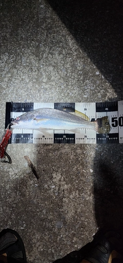 ニベの釣果