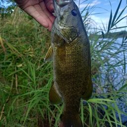 スモールマウスバス