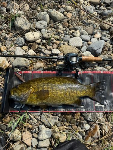 スモールマウスバスの釣果
