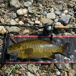 スモールマウスバス