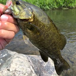 スモールマウスバス