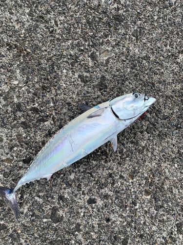 ソウダガツオの釣果
