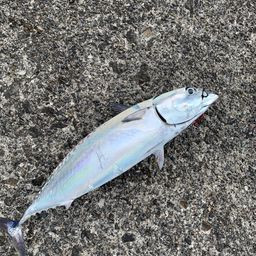 ソウダガツオ