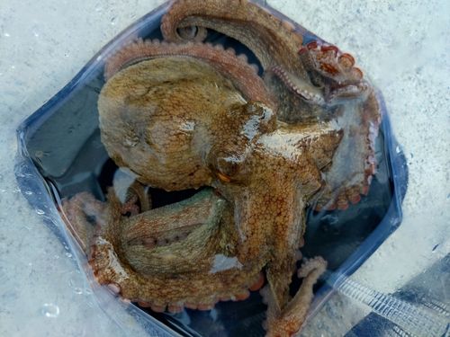 タコの釣果