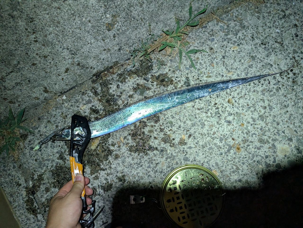 タチウオ