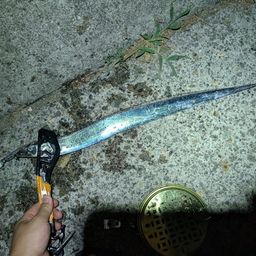 タチウオ